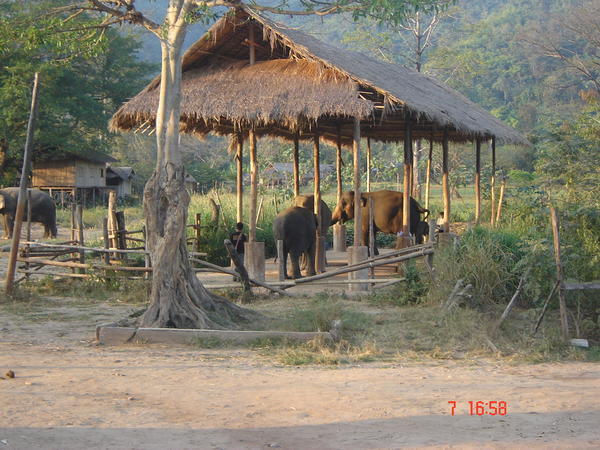 Sunset at the Elephant Nature Park