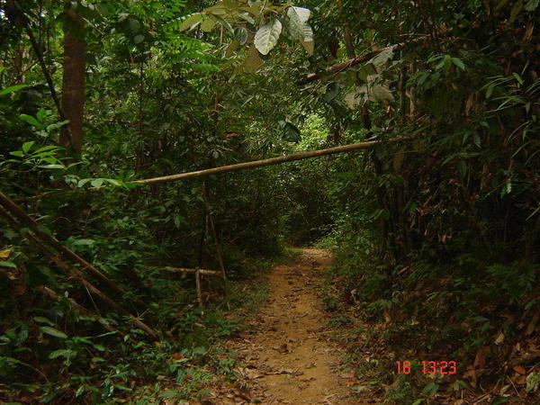Our Jungle Trek