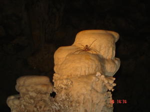 Coral Cave Spider