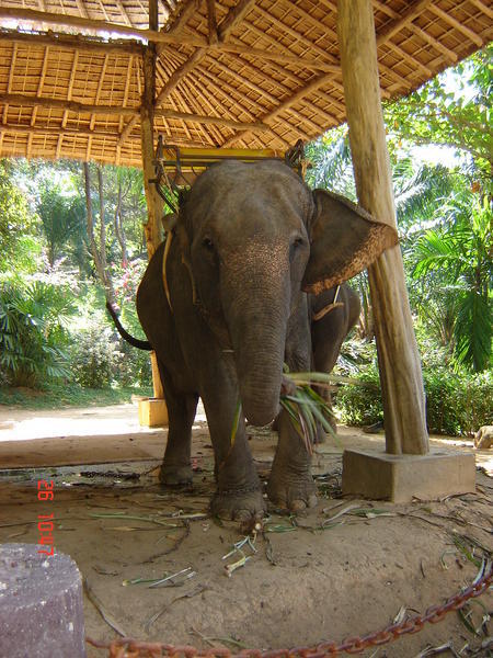 Elephant Rehab Centre