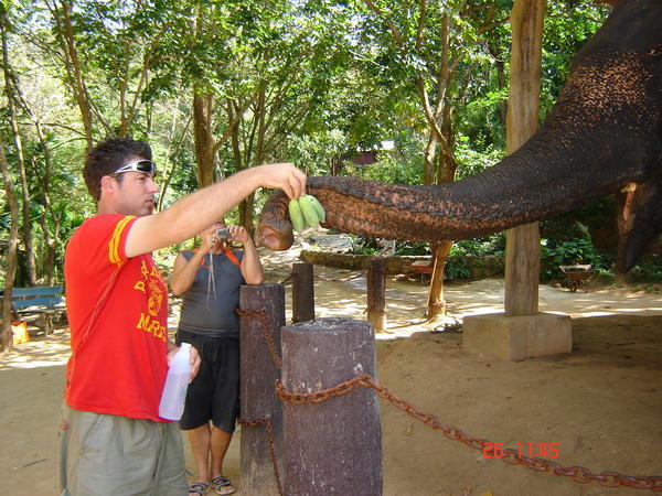 Feeding the Elephants!