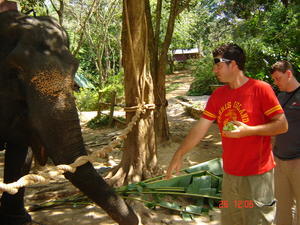 Feeding the Elephants!