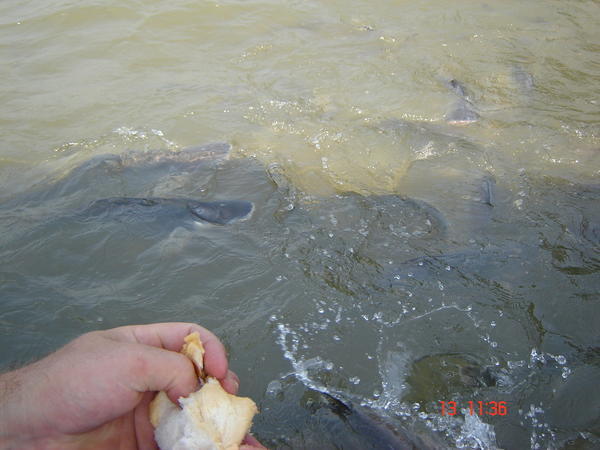 Feeding the Fish