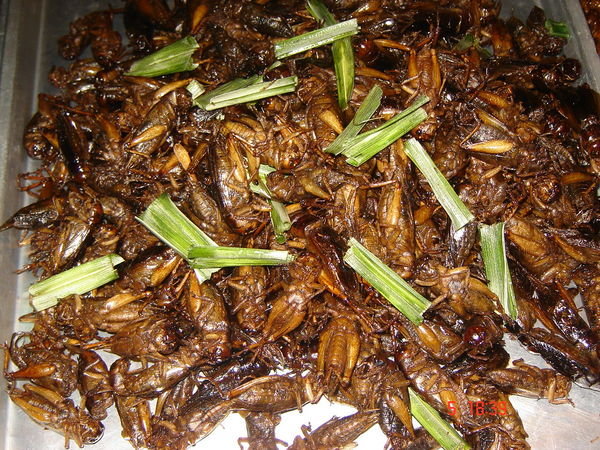 Hungry for Deep Fried Grasshoppers?!