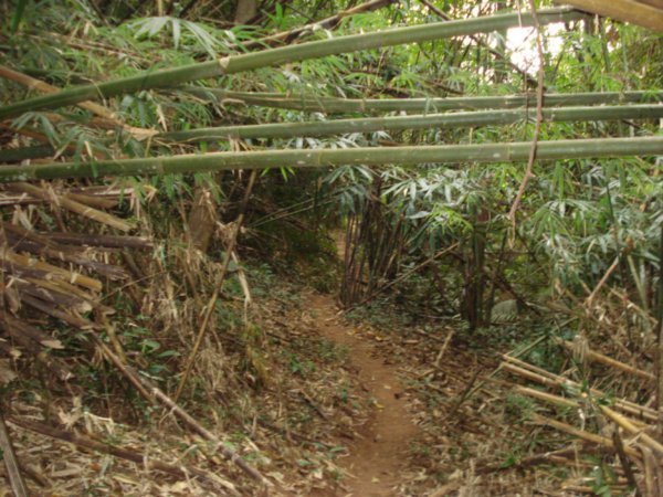 Jungle scene