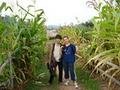 Trekking through the cornfields