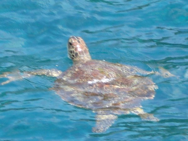 One of the many Turtles we saw while Snorkeling!!
