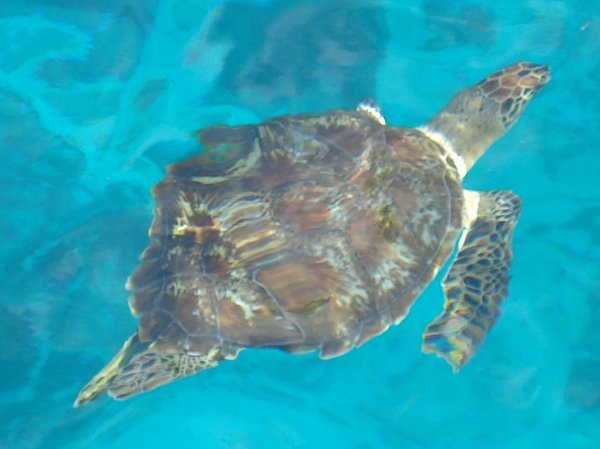 My turtle again!