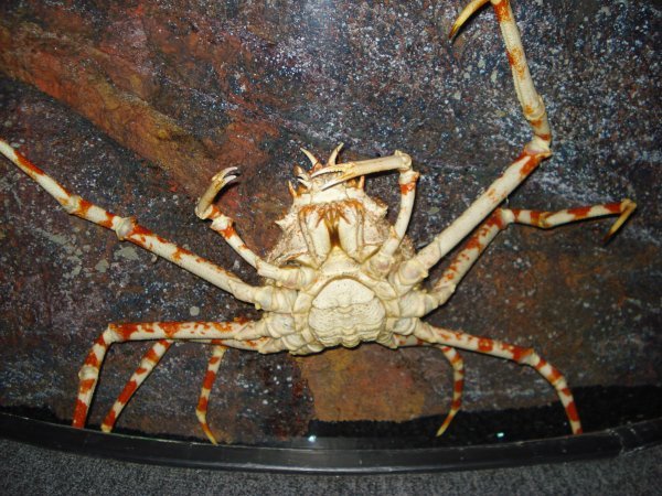A Massive Crab
