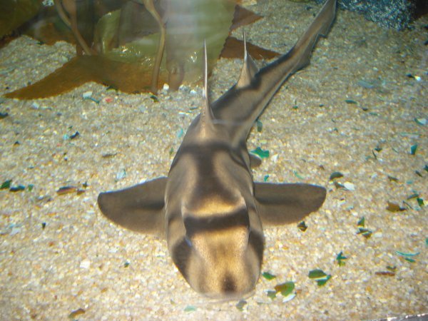 Reef Shark... I think! LOL