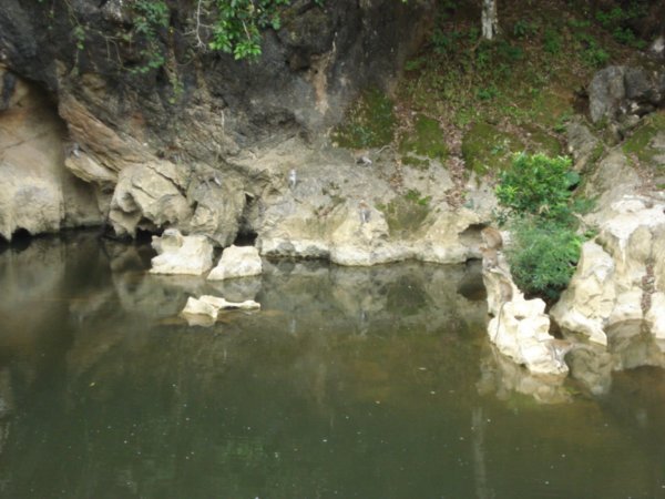 Monkey swimming hole