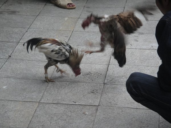 cockfighting outside our hotel!