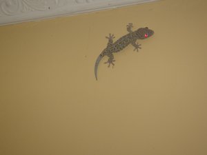 This gecko was MASSIVE!