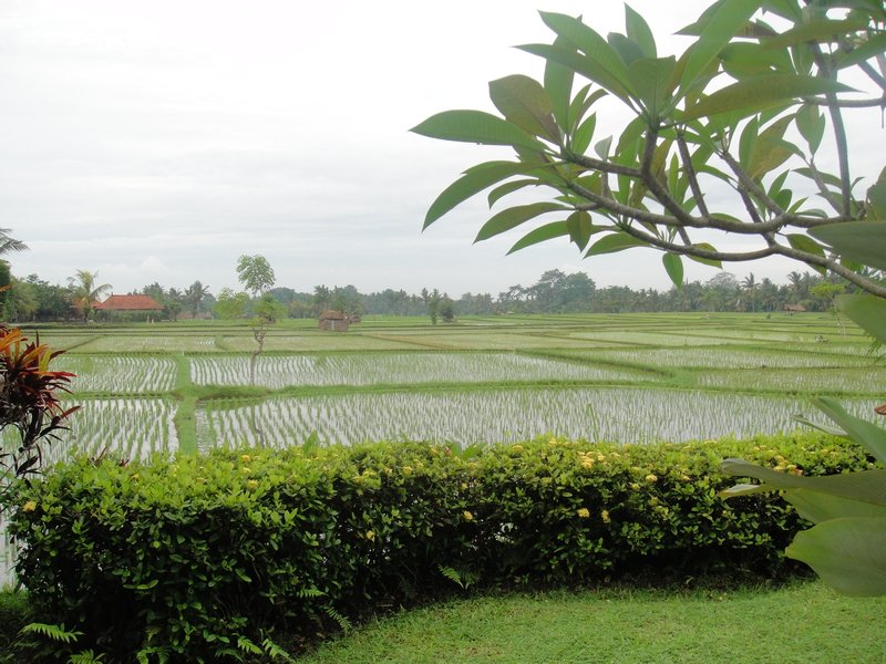 View over the Rice Paddies