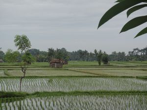 Rice Paddy Views