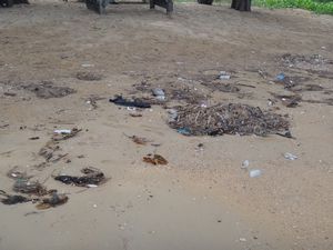 Rubbish everywhere on the beach