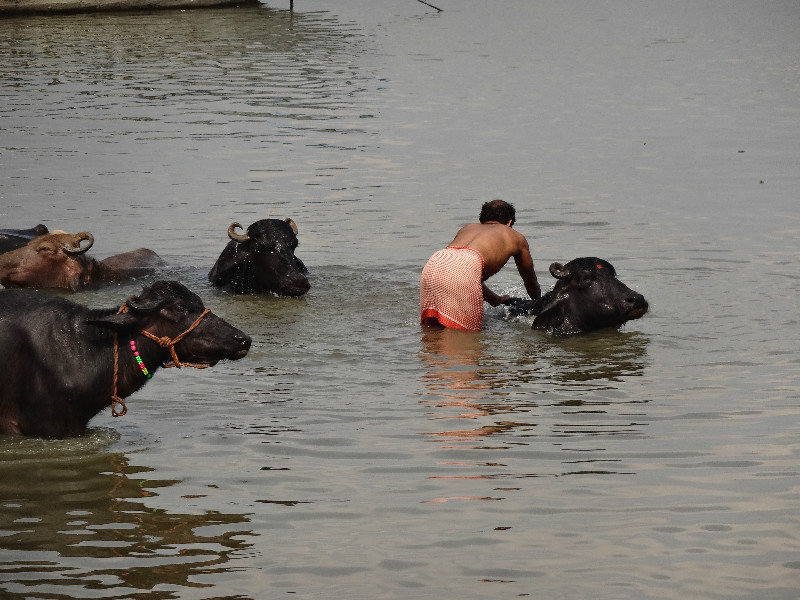 A man washing his buffalo