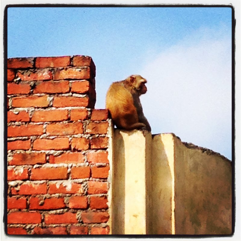 Monkeys on the rooftops