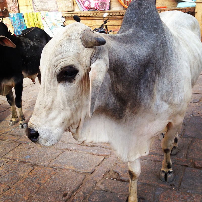 Cows in Jaisalmer Fort