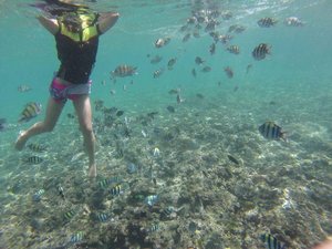 Snorkelling with the fishes