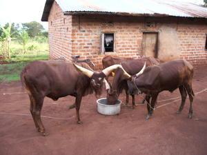 The cattle in the compound