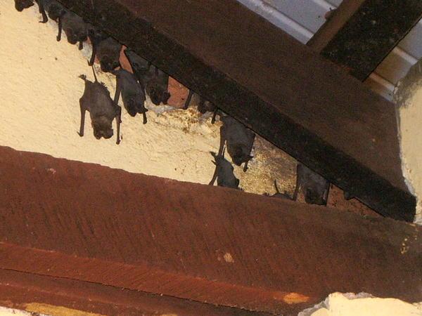 Bats in the staffroom!