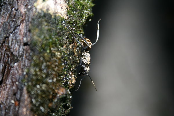 Ants Life