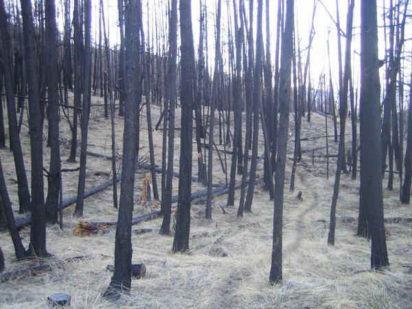 okanagan mountain park - partially burned forest and grasses