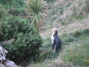 Yellow-eyed Penguin at Otago Peninsula