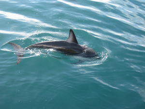 We were also lucky enough to see lots of dolphins really close to the boat and performing for us!