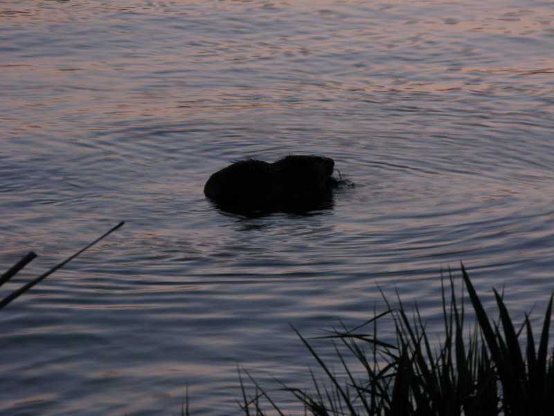 Beavers during the night walk