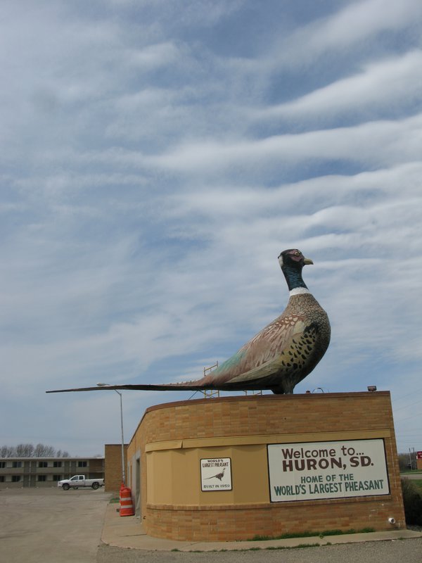 Huron's very large Pheasant