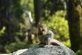 Chipmunk in Sequoia NP