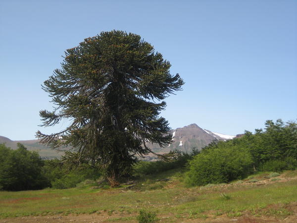 Pehuen Tree