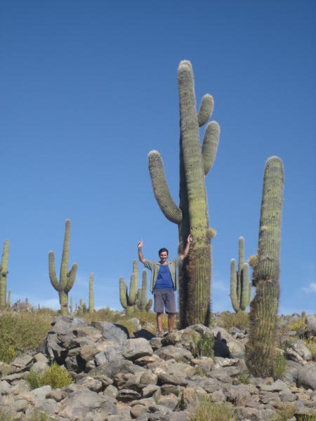 Huge cacti !!