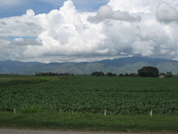 Sugar Cane in the Cauca valley