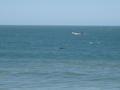 Baleine entre plage et bateau