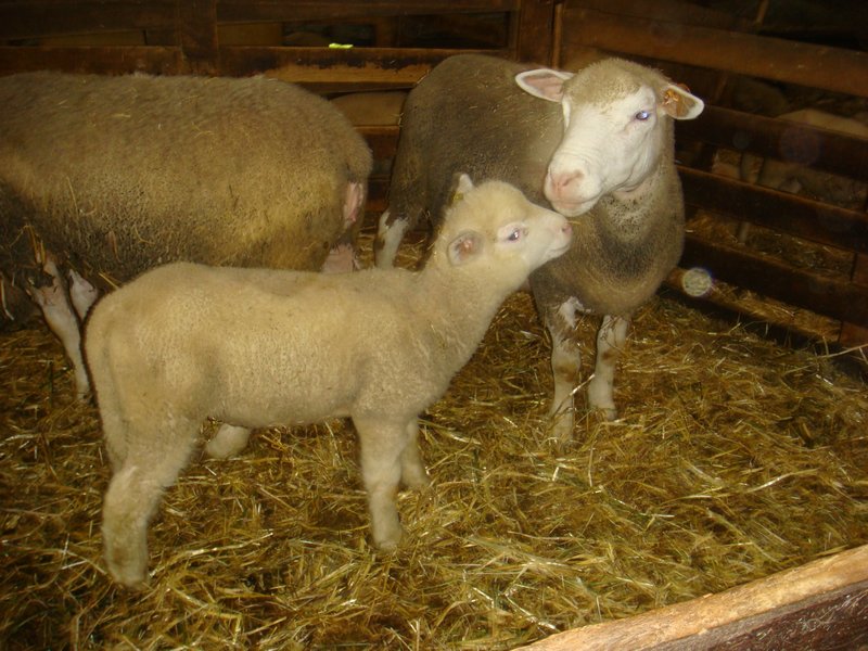 Sheep farm visit
