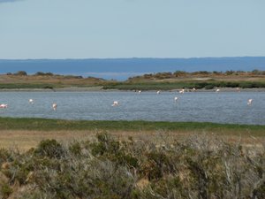 Chilean flamingos in Terra del Fuego