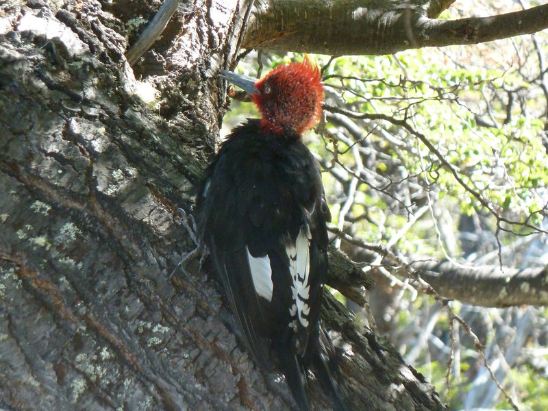 Magellanic woodpecker on the way to the Torre's 'mirador'