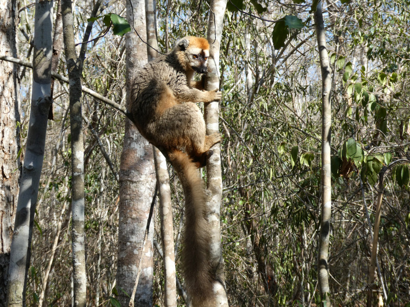 Brown lemurs are the most common we have seen