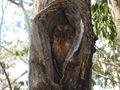 Scops owl fast asleep in their hollow