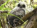 Juvenile Long Eared Madagascan Owl