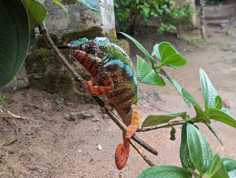 A Painted chameleon