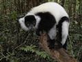 A black and white lemur