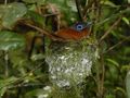 A female paradise flycatcher incubating her eggs