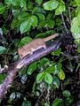 A Mouse lemur in Ranomafana National Park