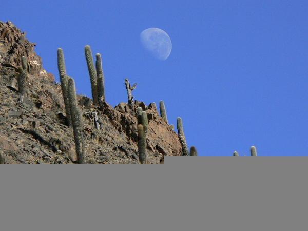 The Moon and Cactus