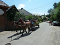 One of the many working horse and carts in Maramures