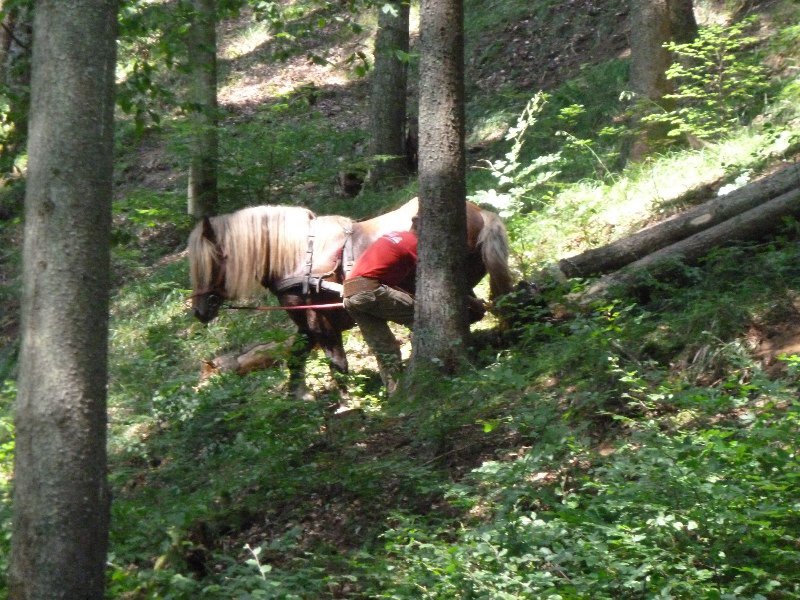 Logging horses